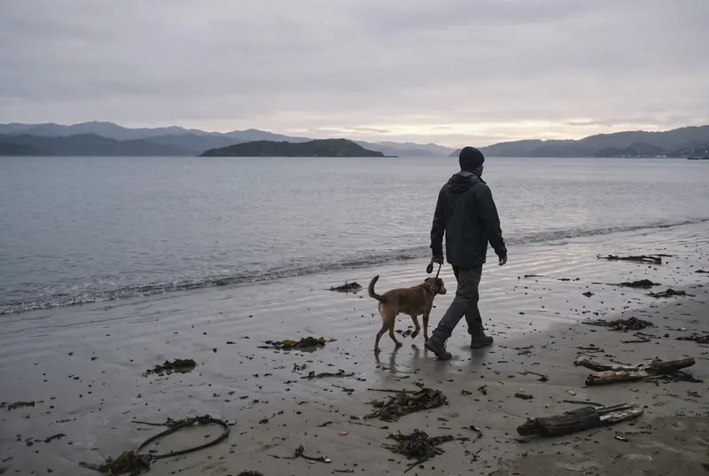 Man in a rain jacket walking a brown dog along Petone beach at dawn, Matiu Somes Island low in the harbour